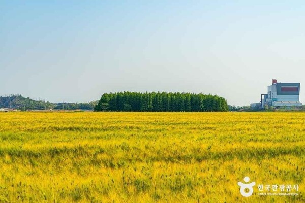 비를 기다리던 농부들…모내기와 보리 수확이 만나는 절기 '<b>망종</b>'